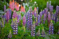 Lupinus polyphyllus hybrid 'Persian Slipper' and  Lupinus 'The Governor' in garden border after rain shower Norfolk