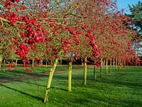 Malus x robusta 'Red Sentinel' at the Old Vicarage, East Ruston, Norfolk
