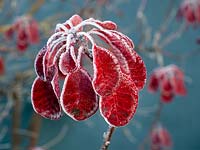 Cotinus coggygria leaves in early winter with frost covering - Norfolk