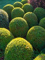 Topiary Buxus sempervirens, Box balls - East Ruston Old Vicarage Norfolk