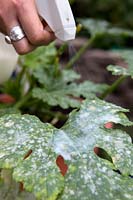 Spraying milk on courgette leaf with mildew