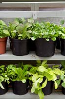 Young lettuce plants in mini greenhouse