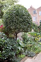 Laurus nobilis - Bay lollipop tree in small city garden