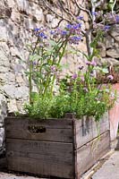 Wooden crate with summer savory, Chives, Satureja hortensis, Borago officinalis, Allium schoenoprasum