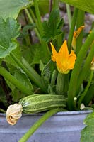 Cucurbita pepo - Courgette growing in metal container