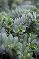 Euphorbia myrsinites - Myrtle Spurge