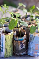 Seedlings in newspaper plant pots