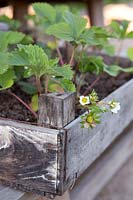 Strawberry plants in wooden crate