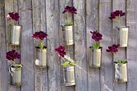 Geraniums in tin cans and mounted on fence