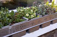 Collection of sedums planted in vintage bread maker