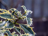 Variegated Ilex with frost
