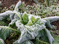 Frosted spring cabbage