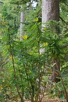 Mahonia oiwakensis ssp. lomarifolia var. tenuifoliola