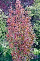 Sorbus 'Glendoick Spire' in autumn colour