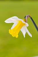 Narcissus 'Empress' - Daffodil 'Empress'