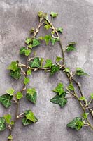 Gardening Alphabet Letter A spelt out in Hedera leaves - Ivy 