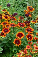 Dianthus caryophyllus and Rudbeckia