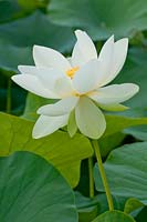 Nelumbo nucifera - Lotus 