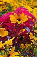 Plant combination of Amaranthus tricolor and Rudbeckia 