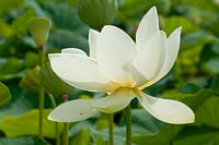 Nelumbo nucifera - Lotus
