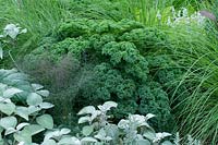 Brassica oleracea and Foeniculum spp. - Fennel in bed