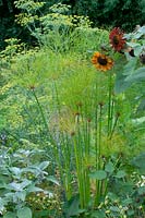 Cyperus papyrus with Helianthus annuus