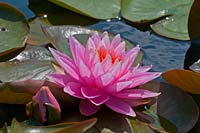 Nymphaea spp. - Waterlily