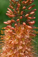 Eremurus stenophyllus - Narrow-leaved foxtail lily