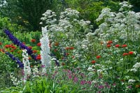 Mixed border with delphiniums, Heracleum and Verbena. 