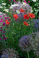 Mixed border with Allium and Papaver rhoeas - poppy 
