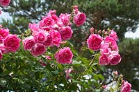 Rosa 'Pink Cloud' - Rose 'Pink Cloud'