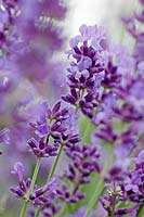 Lavandula angustifolia - English lavender