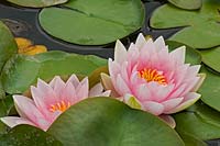 Nymphaea x 'Norma Gedye' - Waterlily 