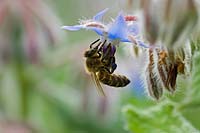 Bees feeding on Borago officinalis - Borage