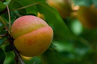 Prunus armeniaca - Abricot 'Bergeron' sur l'arbre' - Apricot 