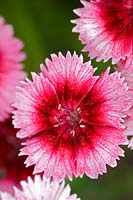 Dianthus barbatus x chinensis - Sweet William
