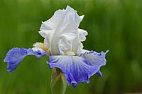 Iris 'Shipshape' - Bearded Iris 
