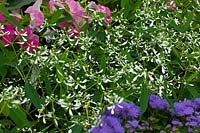 Euphorbia hypericifolia Diamond Frost 'Inneuphe' - Spurge 'Diamond Frost'