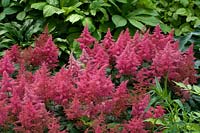 Astilbe japonica 'Laura'