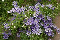Clematis Lawsoniana 