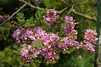 Robinia hispidarose - Rose acacia