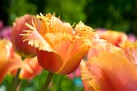 Tulipa - Tulip with fringed petals
