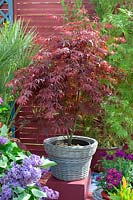 Acer palmatum - Japanese Maple potted in wicker container
