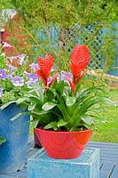 Vriesea - Flaming Sword potted in red glazed container 