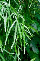 Homalocladium - Ribbon plant 
