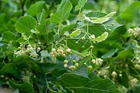 Tilia platyphyllos - Large leaved Lime 