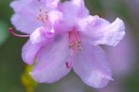 Rhododendron 'Praecox'
