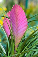 Tillandsia cyanea - Pink quill