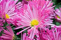 Chrysanthemum 'Pennine' 