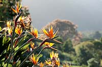 Strelitzia juncea - Bird of Paradise Flower, Kirstenbosch National Botanical Garden, Cape Town, South Africa.



